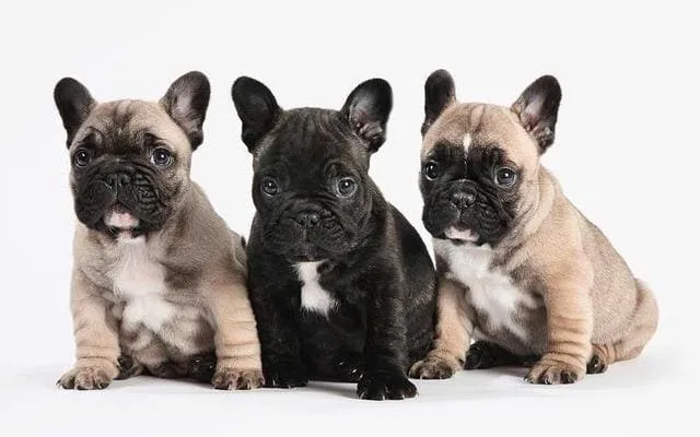 Французский бульдог мини: храпящий щенок с уникальным характером и особенностями ухода3