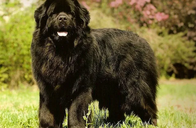 Спокойная порода Ньюфаундленд-118