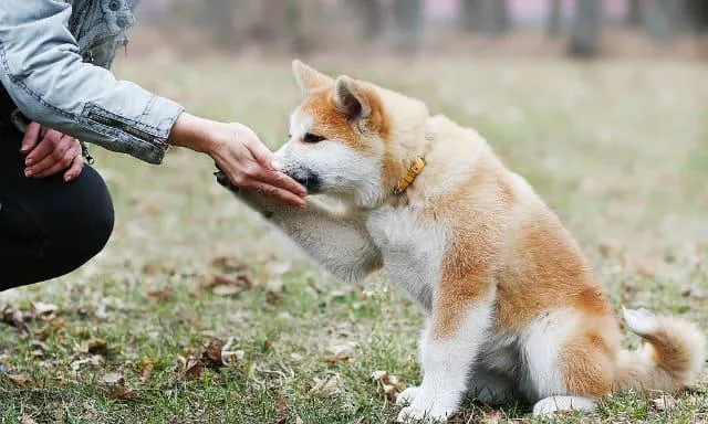 Дрессировка акита-ину: эффективные методы воспитания, обучение командам и притравка для успешного результата5