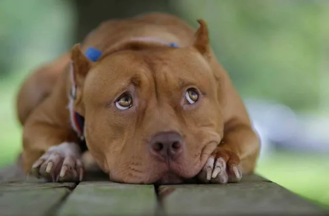 Американский питбультерьер (12)9