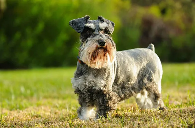 Цвергшнауцер (8)12