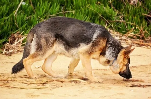 Как дрессировать немецкую овчарку (19)12