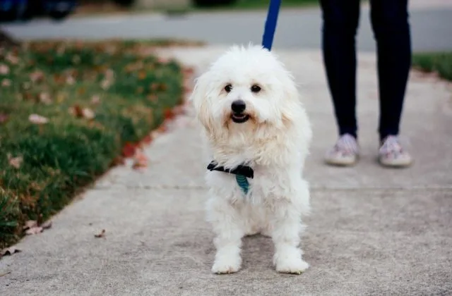 Собака мальтипу (1)8