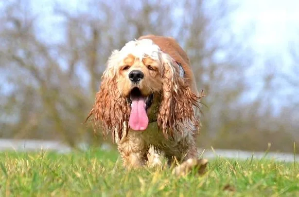 Американский кокер-спаниель (12)22