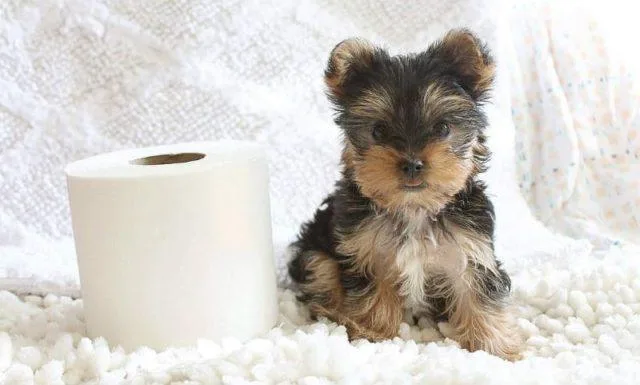 Что делать, если у йорка понос: причины, лечение и советы по уходу в домашних условиях1