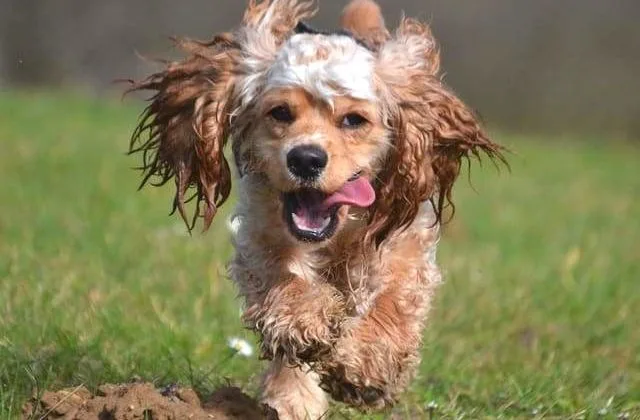 Американский кокер-спаниель (13)19