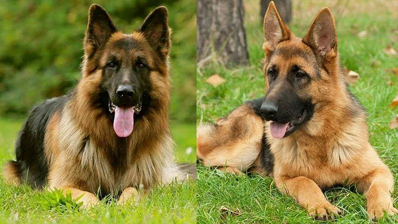 Длинношерстная немецкая овчарка: особенности, преимущества и отличия от стандартной шерсти1