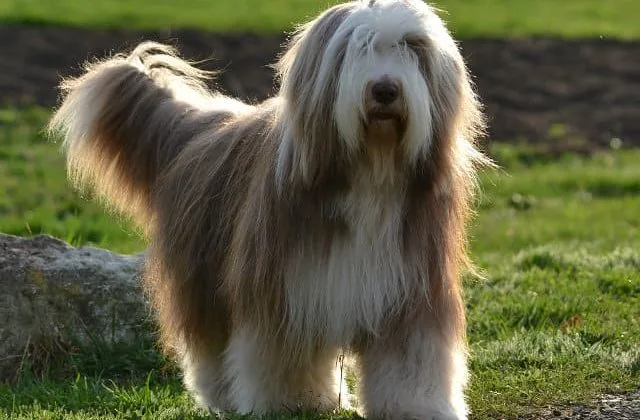 Бородатый колли (7)12