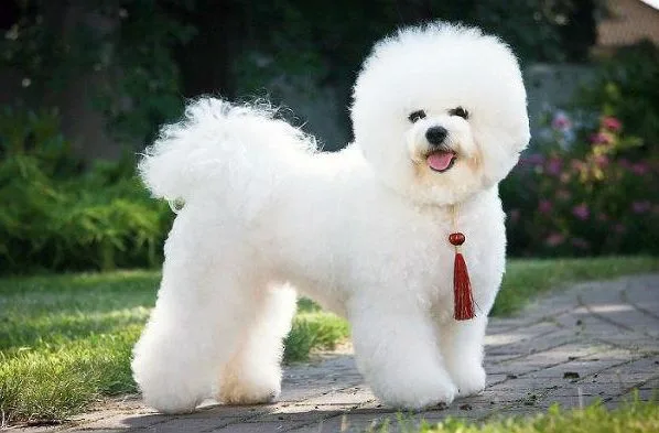 Бишон фризе-218
