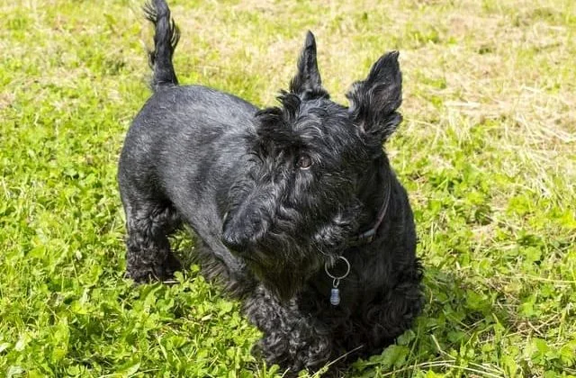 Скотч-терьер (4)15