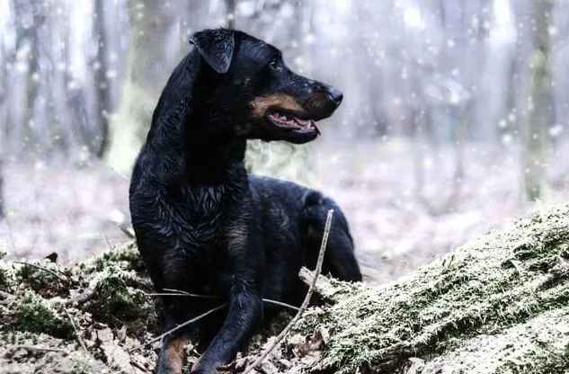 Порода босерон (1)18