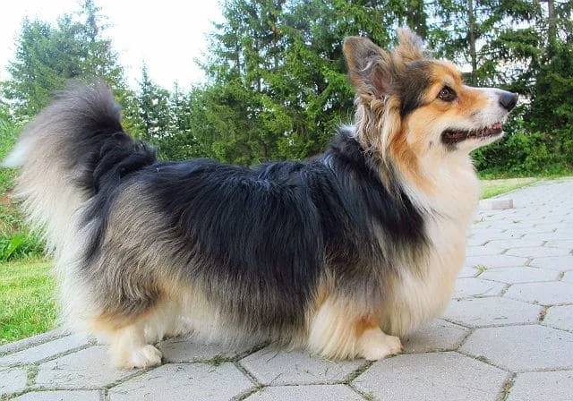 Длинношерстный корги флаффи: самостоятельная порода или редкая аномалия?2
