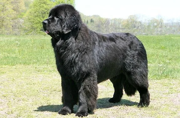 Ньюфаундленд водолаз (5)16