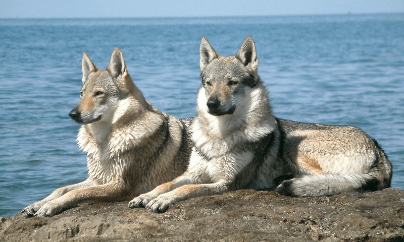 Чехословацкая волчья собака: происхождение и генетическая связь с карпатским волком0