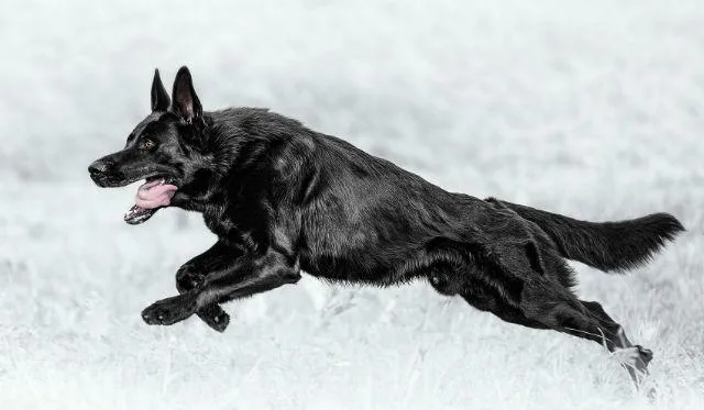 Черная немецкая овчарка: впечатляющая внешность и выдающийся интеллект2