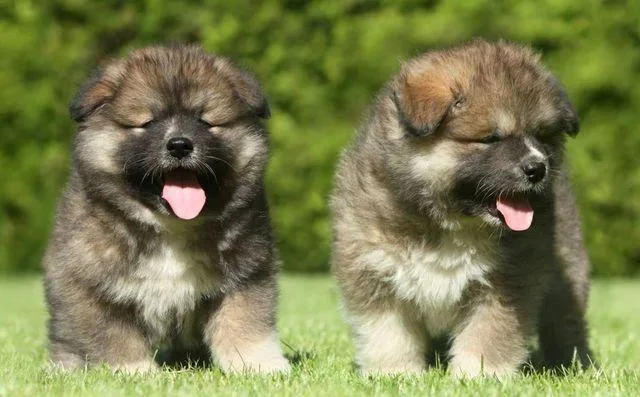 Кавказская овчарка: преданный охранник с милой внешностью плюшевого медведя3