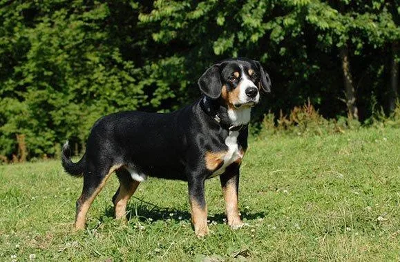 Зенненхунд энтлебухер (1)13