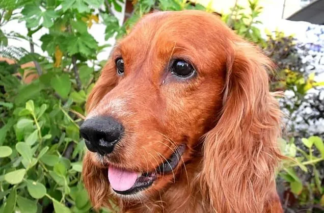 Американский кокер-спаниель (18)18