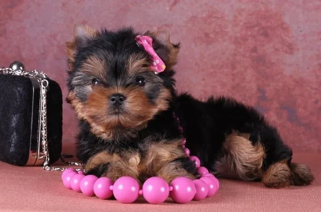 Мини-йоркширский терьер: отважный крысолов размером с мышку и его особенности ухода1