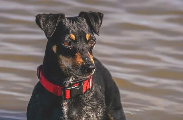 Джек-рассел-терьер26