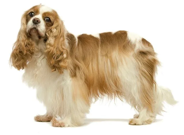 Как выбрать идеальную кличку для кокер-спаниеля: советы и идеи7