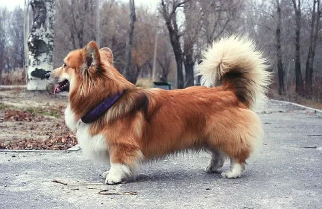 Длинношерстный корги флаффи: самостоятельная порода или редкая аномалия?3