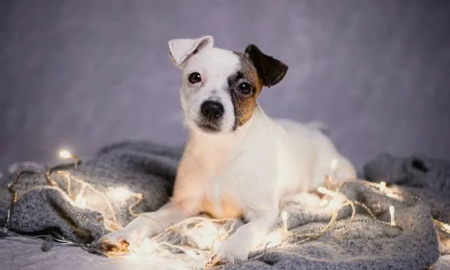 Парсон Рассел терьер: все о близком родственнике Джек Рассел терьера2