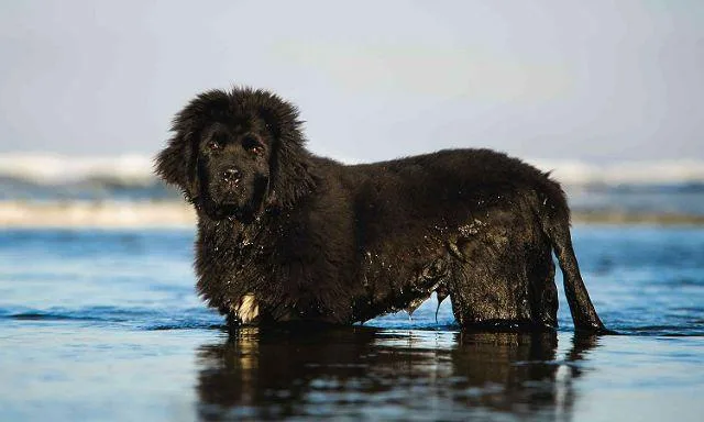 Ньюфаундленд: полное руководство по истории, стандартам породы и уходу за московским водолазом5