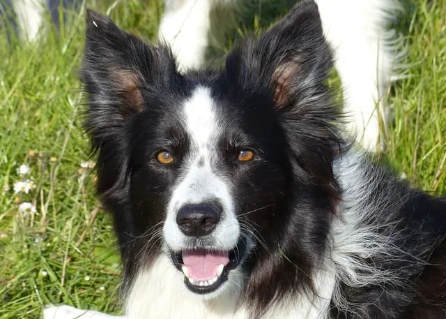 Бордер-колли: умнейшая порода собак, сравнимая с «Вассерманом» среди питомцев6