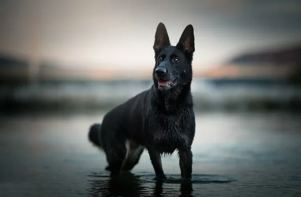Черная немецкая овчарка (12)13