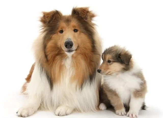 Шотландская овчарка: преданный друг с аристократической внешностью и уникальным характером1