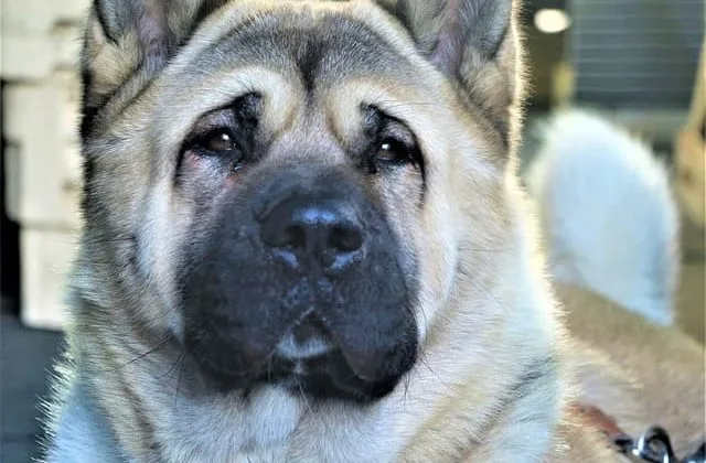 Американская акита (6)5