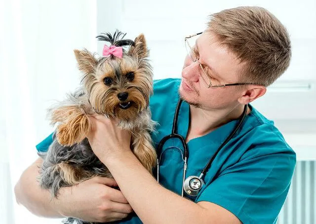 Аллергия на йоркширского терьера: как справиться с аллергией и сохранить питомца?4