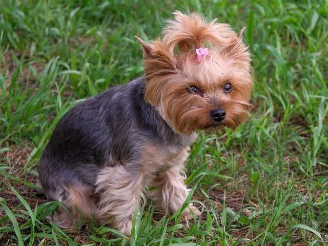 Как правильно приучить йорка к туалету: советы и рекомендации для владельцев3