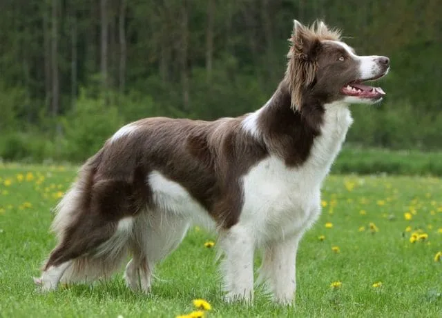 Бордер-колли: умнейшая порода собак, сравнимая с «Вассерманом» среди питомцев2