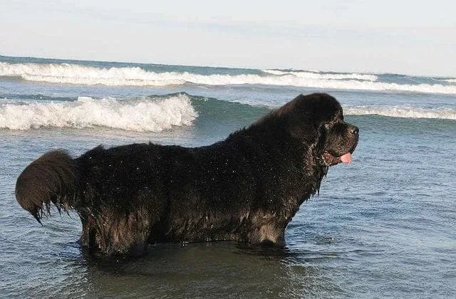 Ньюфаундленд водолаз (8)11