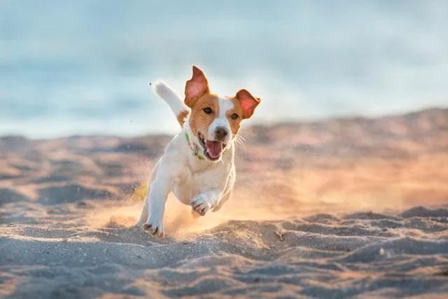 Джек-рассел-терьер: идеальный компаньон для детей и звезда телевизионного мира3