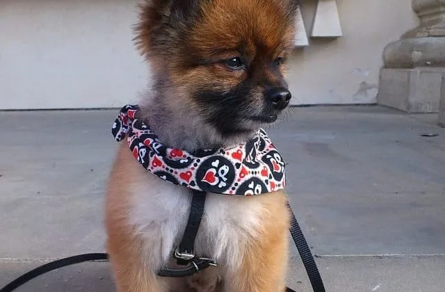 Померанский шпиц медвежьего типа (13)12