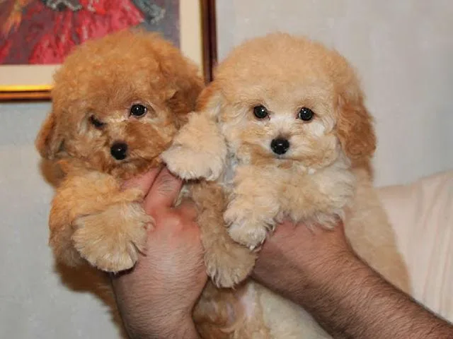 Мальтипу: особенности и уход за гибридной собакой4