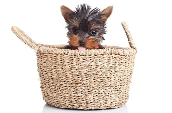 Мини йоркширский терьер (12) Мини йоркширский терьер (12)5