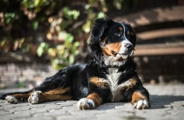 Бернский зенненхунд (25)20