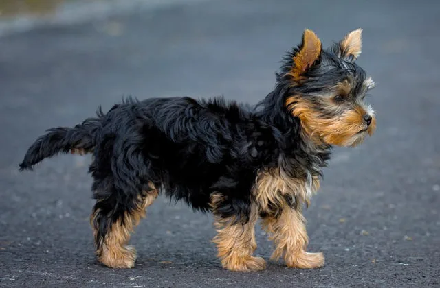 йоркширский-терьер-3013