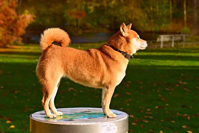 Сиба-ину: улыбающаяся собака с сердцем самурая - особенности породы и уход1