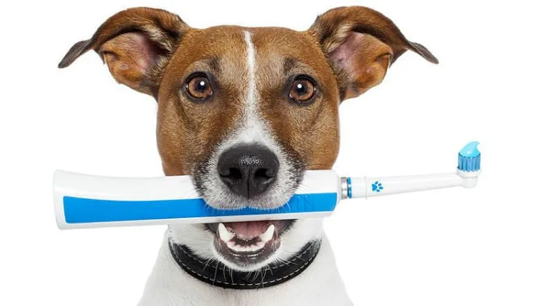 Продолжительность жизни джек-рассел-терьеров: факторы, влияющие на здоровье и советы по продлению жизни вашего питомца4