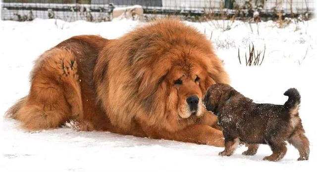 Тибетский мастиф: удивительная собака Будды и её особенности4