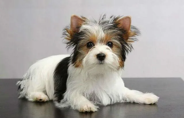 Эффективные методы дрессировки йоркширского терьера в домашних условиях5