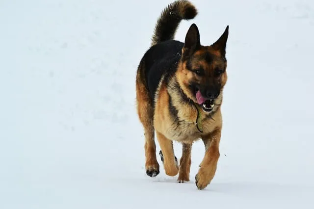Восточно-европейская овчарка: самостоятельная порода или близнец немецкой овчарки?1