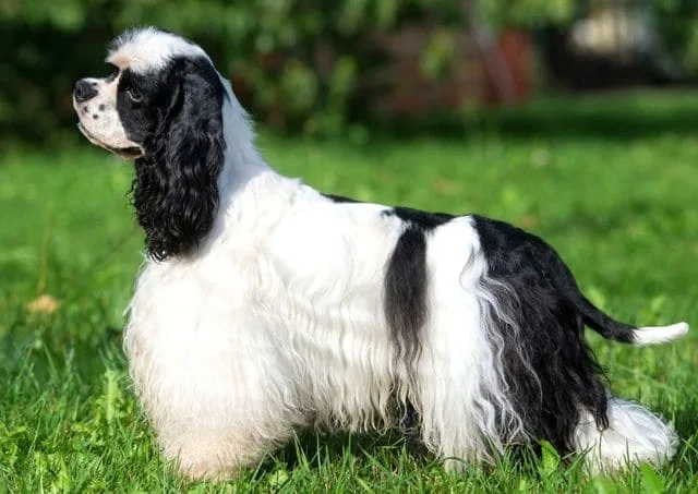 Американский кокер-спаниель: энергичный компаньон с роскошной шерстью1