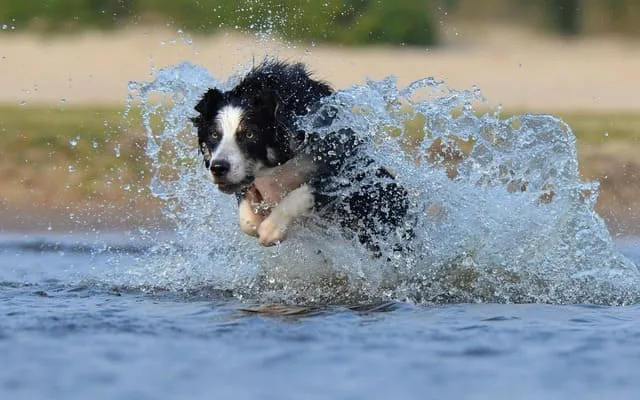 Бордер-колли: умнейшая порода собак, сравнимая с «Вассерманом» среди питомцев7