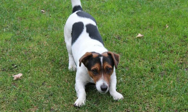 Воспитание джек-рассел-терьера: эффективные методы управления энергией вашего маленького урагана4